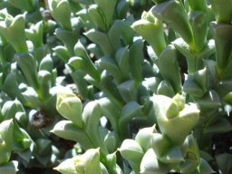 Schlechteranthus